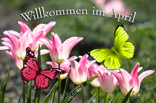 april-tulpen-0001.gif von 123gif.de Download & Grußkartenversand