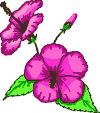 Hibiscus von 123gif.de