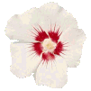 Hibiscus von 123gif.de