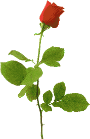 Rosen von 123gif.de