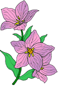 Hibiscus von 123gif.de