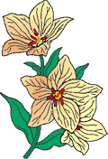 Hibiscus von 123gif.de