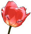 Tulpen von 123gif.de
