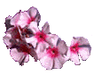 Hibiscus von 123gif.de