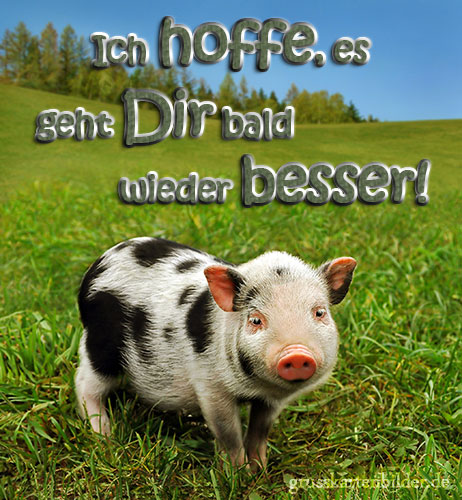 Kostenlose Schweine Bilder Gifs Grafiken Cliparts Anigifs Images Animationen