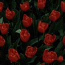 Tulpen von 123gif.de