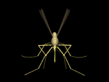 Mücken von 123gif.de