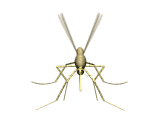 Mücken von 123gif.de