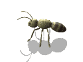 insekten-0040.gif von 123gif.de Download & Grußkartenversand