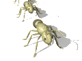 insekten-0048.gif von 123gif.de Download & Grußkartenversand