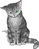 katze-0011.gif von 123gif.de Download & Grußkartenversand