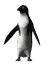 pinguine-0016.gif von 123gif.de Download & Grußkartenversand