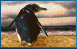 pinguine-0045.gif von 123gif.de Download & Grußkartenversand