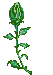 rosen-0088.gif von 123gif.de Download & Grußkartenversand