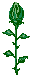 rosen-0093.gif von 123gif.de Download & Grußkartenversand