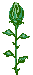 rosen-0163.gif von 123gif.de Download & Grußkartenversand
