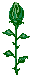 rosen-0166.gif von 123gif.de Download & Grußkartenversand