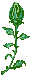 rosen-0170.gif von 123gif.de Download & Grußkartenversand