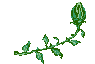 rosen-0199.gif von 123gif.de Download & Grußkartenversand