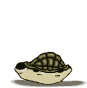 Schildkröten von 123gif.de