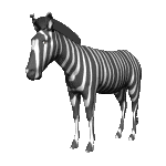 zebras-0001.gif von 123gif.de Download & Grußkartenversand