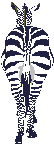 zebras-0006.gif von 123gif.de Download & Grußkartenversand